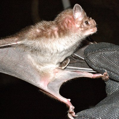 Vampire bat